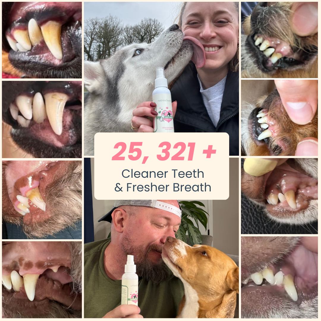 ANNRAIC® - Pet Oral Care: Fresh Kisses, Healthy Gums, Happy Life
