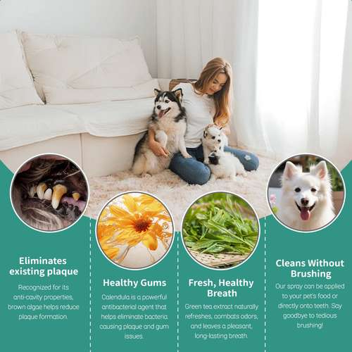 ANNRAIC® - Pet Oral Care: Fresh Kisses, Healthy Gums, Happy Life